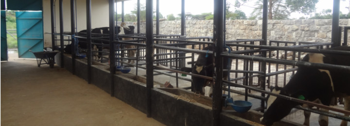 Our Cows made comfortable to increase Production